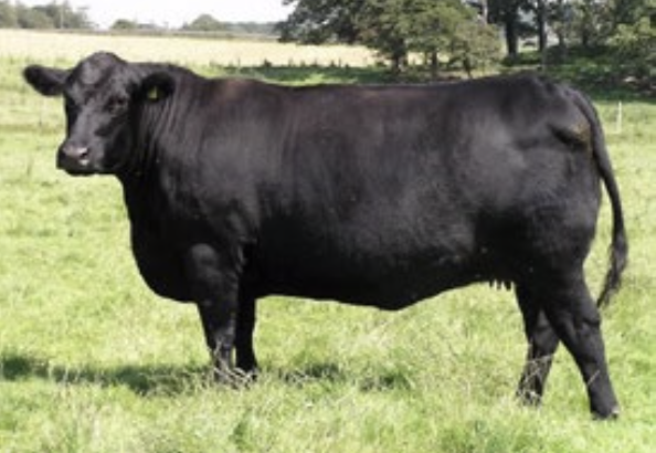 Todas las entradas  Sociedad de Criadores de Aberdeen Angus del