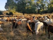 Ganaderia-Jose-Castedo-Bobillo