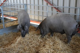 El reto del porcino ibérico pasa por el mercado de la carne fresca