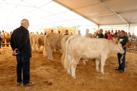 XXVI Concurso Nacional de ganado vacuno de la Raza Charolesa. Hembras