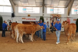 XXIII CONCURSO NACIONAL DE RAZA LIMUSINA