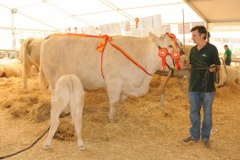 Bigorre y Elegida, Campeonas Adultas y Joven de la Raza Charolesa Salamanca 2014