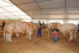 COMTY E INCROYABLE, CAMPEONES ADULTO Y JOVEN DE LA RAZA CHAROLESA SALAMANCA 2014