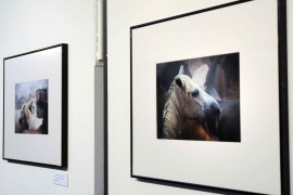 230 FOTOGRAFÍAS CONCURREN AL 27 PREMIO NACIONAL ‘SALAMANCA’ DE FOTOGRAFÍA AGRÍCOLA Y GANADERA