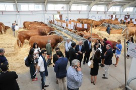 XXIV CONCURSO NACIONAL DE RAZA LIMUSINA MACHOS