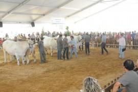 XXVII CONCURSO NACIONAL DE GANADO VACUNO DE LA RAZA CHAROLESA. HEMBRAS