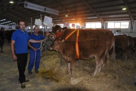 FOQUE Y CALIXTA CAMPEÓN Y CAMPEONA DEL XXIV CONCURSO NACIONAL DE RAZA LIMUSINA