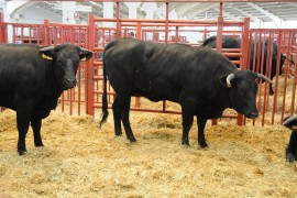 CONCURSO DE GANADO VACUNO  DE LA RAZA AVILEÑA NEGRA IBÉRICA