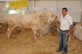 301 EJEMPLARES CONCURREN A LA SUBASTA NACIONAL DE GANADO BOVINO DE SALAMANCA