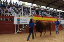 MÁS DE 433.000 EUROS EN LA SUBASTA NACIONAL DE GANADO BOVINO