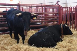 CONCURSO DE GANADO VACUNO  DE LA RAZA AVILEÑA NEGRA IBÉRICA