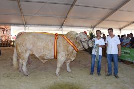 “FARAUD” DE ÁNGEL SANTIAGO GARCÍA GRAN CAMPEÓN DEL XXVIII CONCURSO NACIONAL DE GANADO VACUNO DE LA RAZA CHAROLESA. SALAMAQ 16