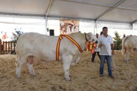 XXVIII CONCURSO NACIONAL DE RAZA CHAROLESA MACHOS