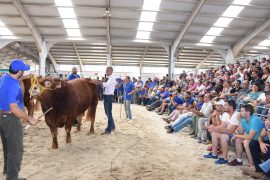 XXV CONCURSO NACIONAL DE RAZA LIMUSINA. RESULTADOS MACHOS