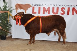 “JOCKEY” Y “DELICA” CAMPEÓN  Y CAMPEONA DEL 25 CONCURSO NACIONAL DE GANADO VACUNO DE LA RAZA LIMUSIN. SALAMAQ 16