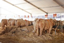 189 EJEMPLARES CONCURREN A LA SUBASTA NACIONAL DE GANADO BOVINO DE SALAMANCA