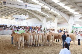 IX CONCURSO NACIONAL DE RAZA BLONDA DE AQUITANIA. SECCIÓN HEMBRAS