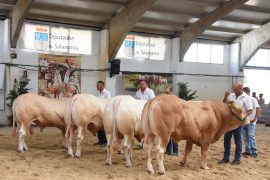 RESULTADOS DEL IX CONCURSO NACIONAL DE RAZA BLONDA DE AQUITANIA. SECCIÓN MACHOS