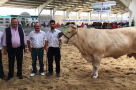 Éxito de la subasta de vacas cebadas de Blonde de Aquitania en Salamaq