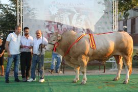 “JUSTO” Y “ELSA” CAMPEONES DEL IX CONCURSO NACIONAL DE RAZA BLONDA DE AQUITANIA SALAMAQ16