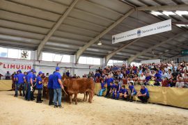 XXVI Concurso Nacional de Raza Limusina Hembras