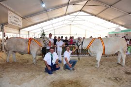 “Guanabara” y “Habana” Campeonas Adulta y Joven del XXIX Concurso Nacional de Ganado Vacuno de la Raza Charolesa. Salamaq 17