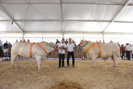 Resultados y Campeones del XXIX Concurso Nacional de Raza Charolesa Machos