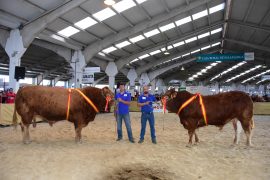 “Duque” y “Elfrica” Campeón y Campeona del XXVI Concurso Nacional de Ganado Vacuno de la Raza Limusin. Salamaq 17