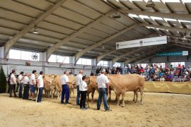 X Concurso Nacional de Raza Blonda de Aquitania Sección Hembras