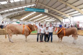 “Ión” y “Fisca” Campeones del X Concurso Nacional de Raza Blonda de Aquitania. Salamaq17