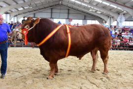 “Lil” y “Elfrica” Campeón y Campeona del XXVII Concurso Nacional de Ganado Vacuno de la Raza Limusina