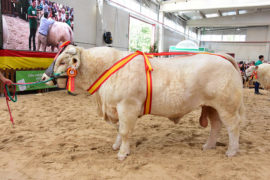 “Hernan” e “Imbatible” Campeones Adulto y Joven del XXX Concurso Nacional de Ganado Vacuno de la Raza Charolesa