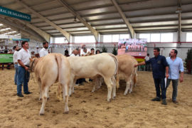 XI Concurso Nacional de Raza Blonda de Aquitania Sección Hembras