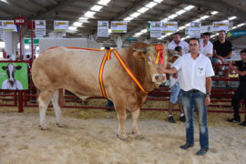 “Ion” y “Greca” Campeones del XI Concurso Nacional de Raza Blonda de Aquitania