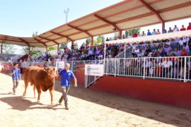 Resultados de la Subasta Nacional de Ganado Bovino en Salamaq 2018