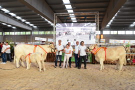 “Gabacha” y “Jordania” Campeonas Adulta y Joven del XXXI Concurso Nacional de Ganado Vacuno de la Raza Charolesa