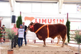 “Limonero” y “Lasota” Campeón y Campeona del XXVIII Concurso Nacional de Ganado de la Raza Limusina