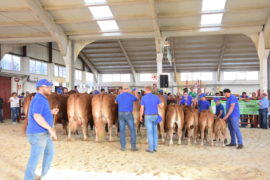 XXVIII Concurso Morfológico Nacional de Ganado Vacuno de Raza Limusina. Machos