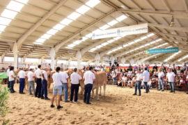 Resultados del XII Concurso Nacional de Raza Blonda de Aquitania