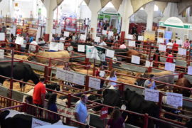 162 ejemplares de 7 razas concurren a la Subasta Nacional de Ganado