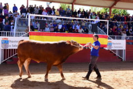 Los 15.000 euros por un ejemplar de Limusín alegran la Subasta Nacional de Ganado Vacuno de Salamanca