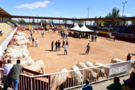 Resultados de la Subasta Nacional de Ganado Vacuno en Salamaq 2019