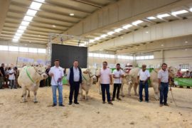 La subasta benéfica de charolés hace realidad el sueño solidario de José Manuel Blanco