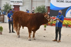 La Subasta de Vacuno on line de Salamanca adjudicó 37 de los 48 ejemplares presentados