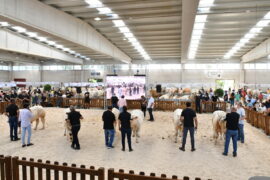 Resultados del XXXII Concurso Nacional de Charolés. Machos