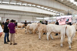 XXXII Concurso Nacional de Ganado Vacuno de la Raza Charolesa. Sección Hembras