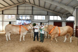 “Noya” y “Nekane” Campeones del XIII Concurso Nacional de Raza Blonda de Aquitania