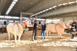 “Idilica” y “Malagueña” Campeonas Adulta y Joven del XXXII Concurso Nacional de Ganado Vacuno de la Raza Charolesa