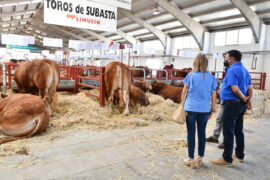 Ejemplares de 7 razas concurren a la Subasta Nacional de Ganado Bovino