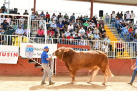 Resultados de la Subasta Nacional de Ganado Bovino en Salamaq 2021